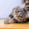 roza_4553