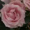 rosamtheresa