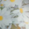 thahhtruc6