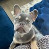 nichole_gator