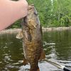 finfishing1