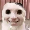 hocccdm