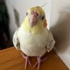 peepthecockatiel