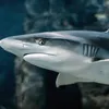 sharksouta