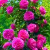 sher.muhammad6388