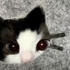 _kaayii