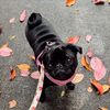 pugbentobug