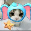 cat_cute2222