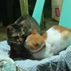 meohh2