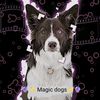 magic.dog81