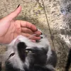 opkp17
