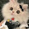 user15703032246591