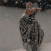 iriska_horse