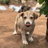 bluepetshelter