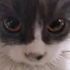 mrmukivhehe