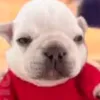 nose.x331