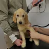 blondiethegolden