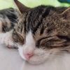 gatosderuadananda