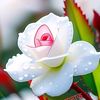 itz.tahsin24