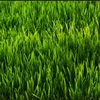 grass2.3