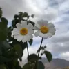 _147amam