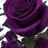 adam.ibrahem11