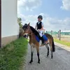 scricciolo226