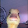 user8461749711808
