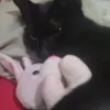 felipenetogames123