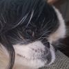 casper.budek