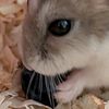 thehamstergirl6