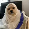 urfavhabsha001