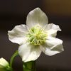 florvald08