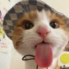 cat_funnytime666