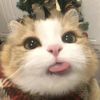 Funny_catmoments166