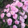 habiba.akther3412