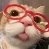 jsusjniae1d