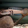sunda.empayer.snakehead