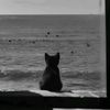 kazi_182