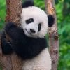 panda99073