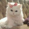 marjia.w6