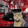 justincaetano685