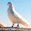 amn_763