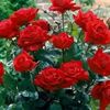 md.alamgir5059