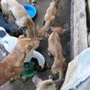 DOGS RESCUE SHELTER