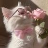 tasneem61484