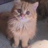 catslover4745