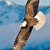 🦅طائر الزمان🦅
