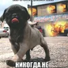 choppa_4455