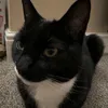 kingmilothecat8500